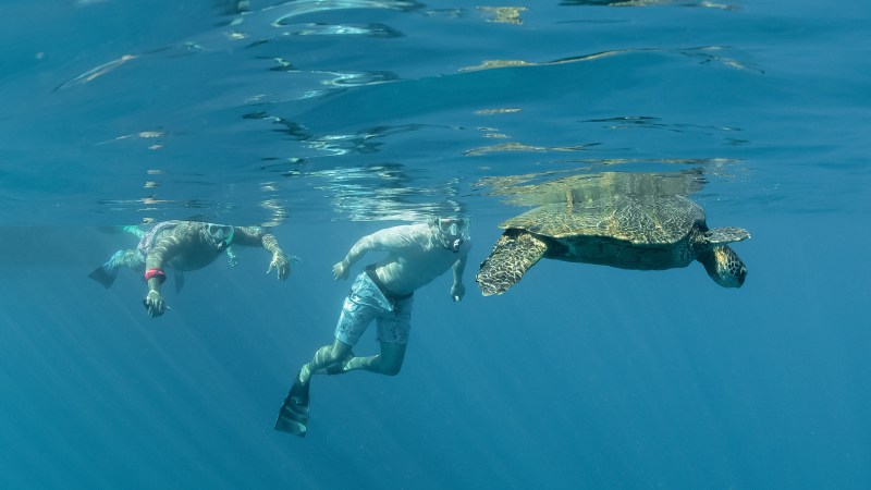 a turtle swimming under water