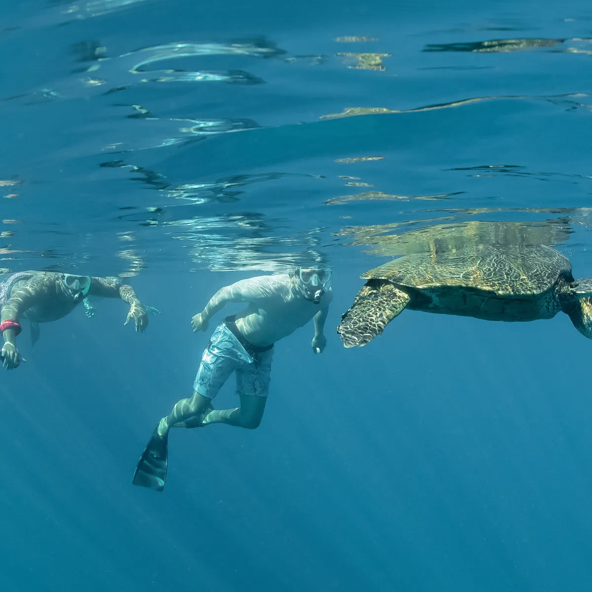 i-FCgtcFr-X5 a turtle swimming under water