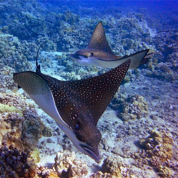 a close up of a fish