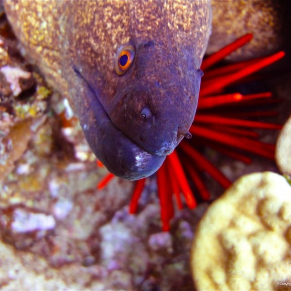 a close up of a fish