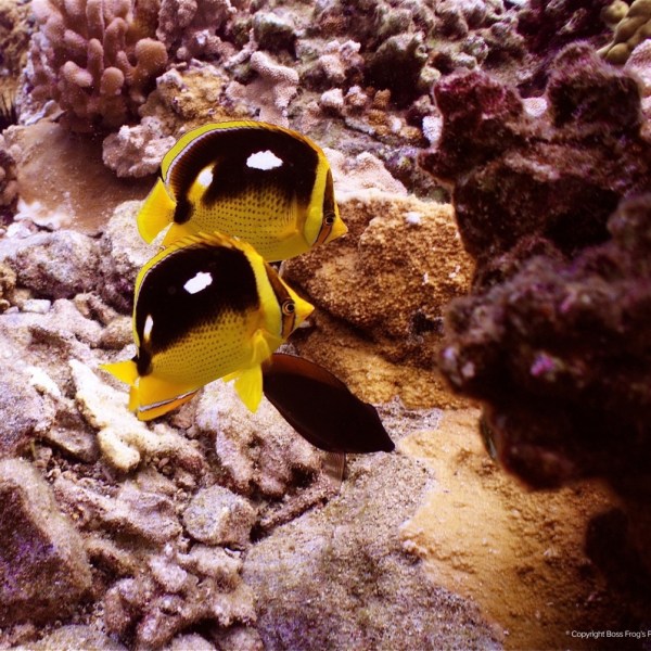 a close up of a toy animal sitting on a rock