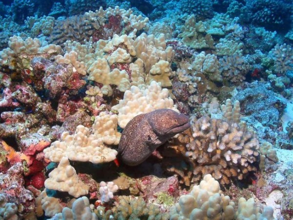 underwater view of a large rock
