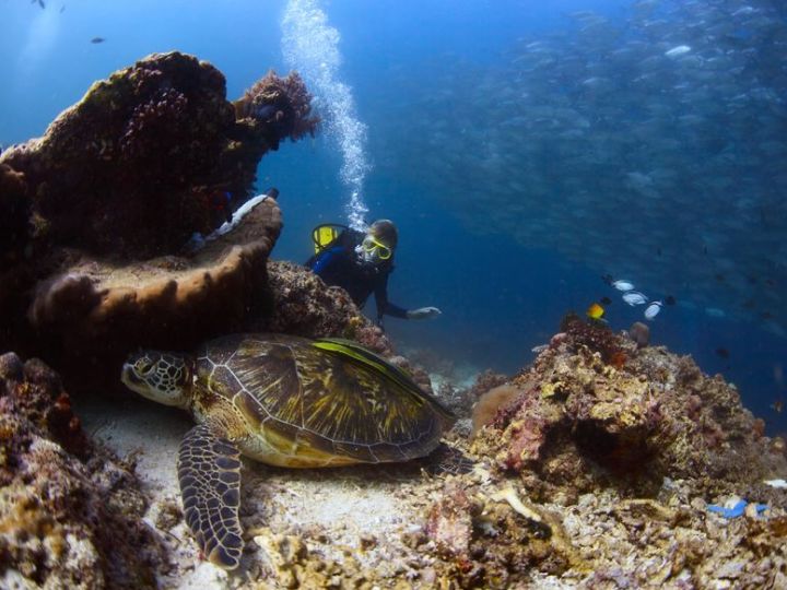 turtle-town-molokini-crater a turtle swimming under water