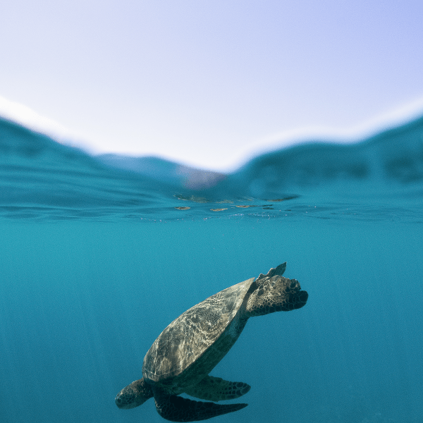 a turtle swimming under water