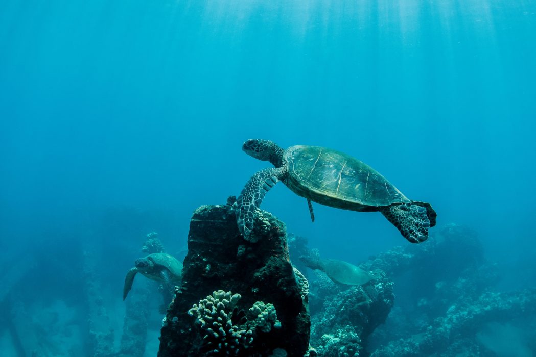 Turtle Town Maui Snorkeling at Molokini Crater | Malolo Molokini