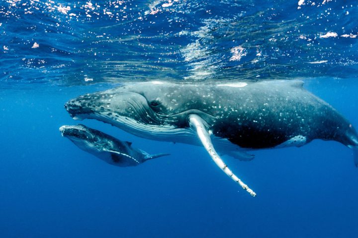 an animal swimming in the water