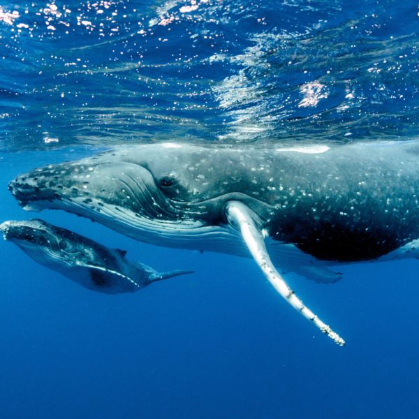 Malolo Molokini | Sunset Cruise Whale Watching Maui Snorkel Tours