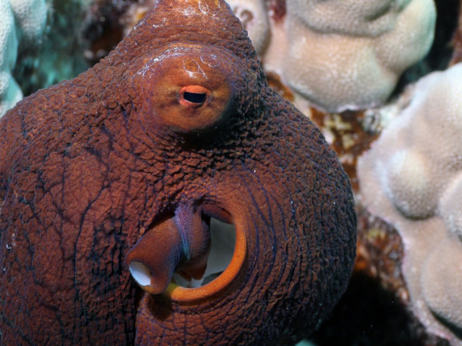 Molokini-Octopuses-1024×683 a close up of an animal
