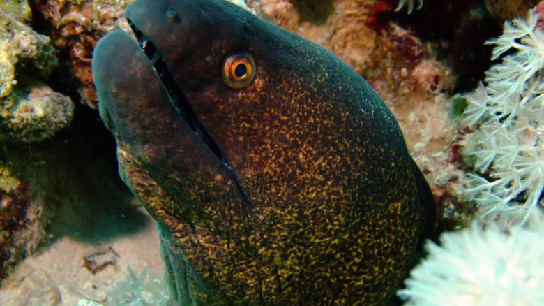 Molokini-eels a close up of a fish