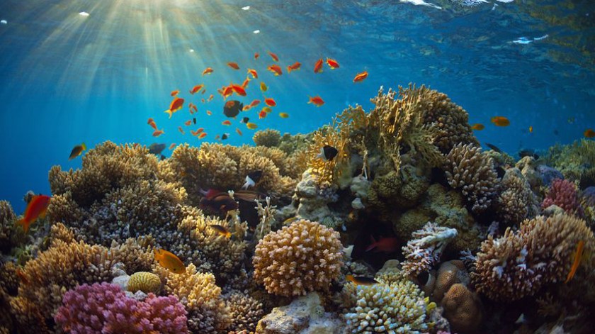 molokini-coral a bunch of different colored coral
