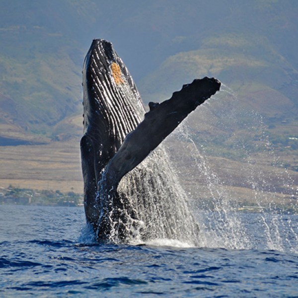 a large body of water with a mountain in the background