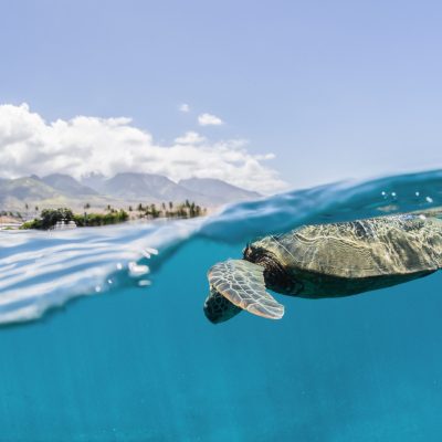 a turtle swimming under water