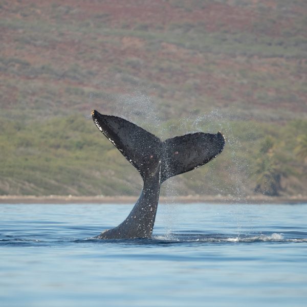 a whale jumping out of the water