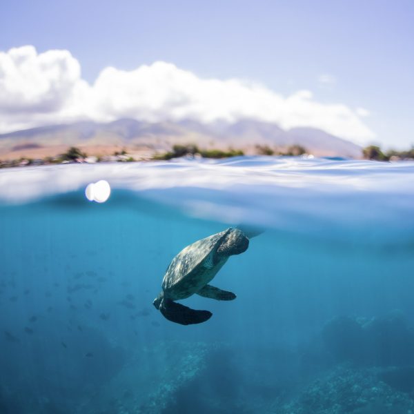 a person swimming in the water